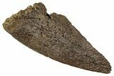 Cretaceous Fossil Soft-Shelled Turtle (Trionyx) Claw - Montana #356972-1